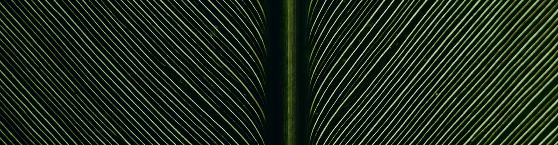 Close up dark green leaf
